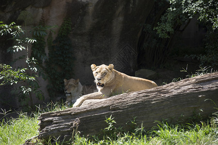 休息Panther图片