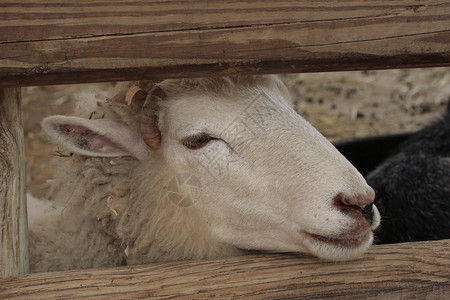 木栅栏柱之间的羊头图片