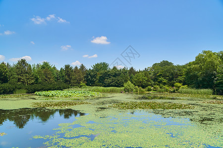 夏天阳光明媚的天气中有着大池塘图片