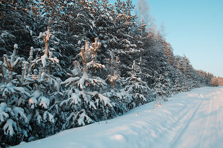 寒冬的松林中雪覆盖了松树日落时图片
