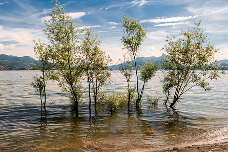 水中的树湖岸的景色图片