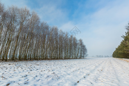 冬季风景与森林欧洲冬季雨林在阳图片