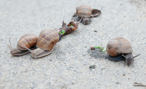 罗曼蜗牛食用蜗牛escargotHelixpomat图片