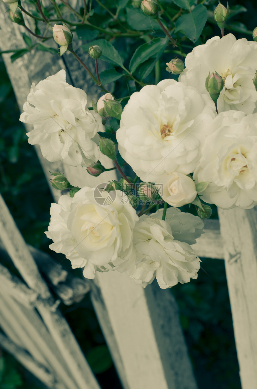白玫瑰在Summe花图片