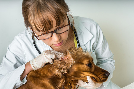 动物和宠物兽医护理概念兽医检查图片