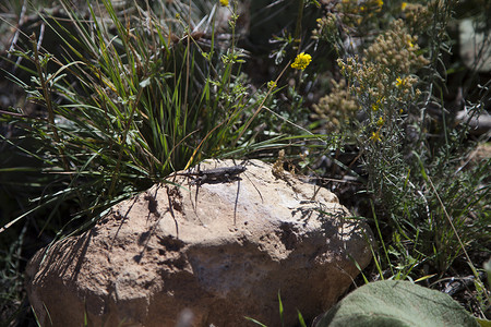 Sagebrush蜥蜴Sceloporosgraciosus在图片