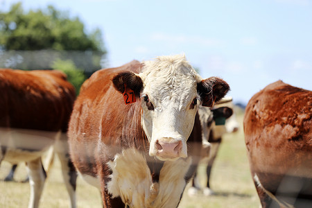 澳大利亚穆杰农村地区牧草上的牛图片