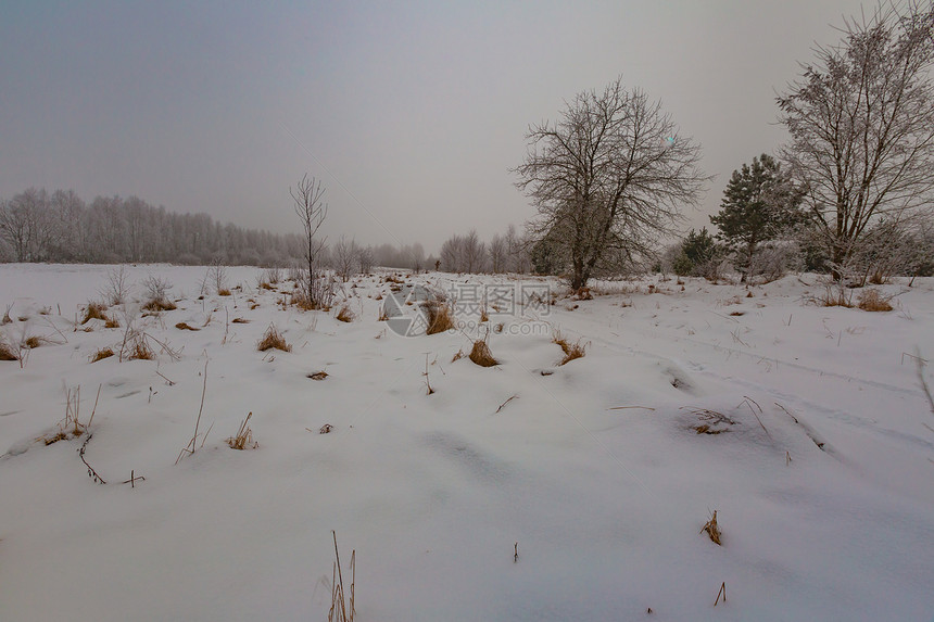 油草田的冬季雾色风景恶劣的阴云天气和树木上图片