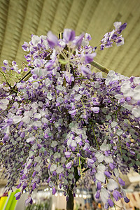 带白色和紫色花朵的富有想象力装饰注图片