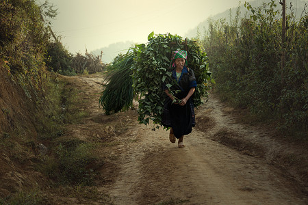 在越南的苗族农业生图片