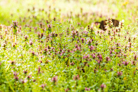 紫色植物在田野中注图片