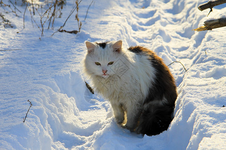雪中猫图片