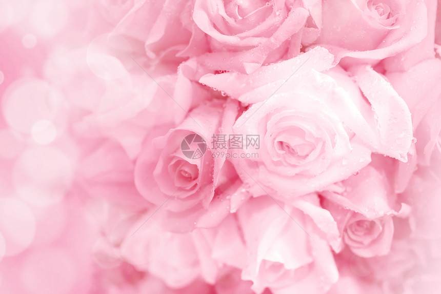 粉红玫瑰在柔软的光图片