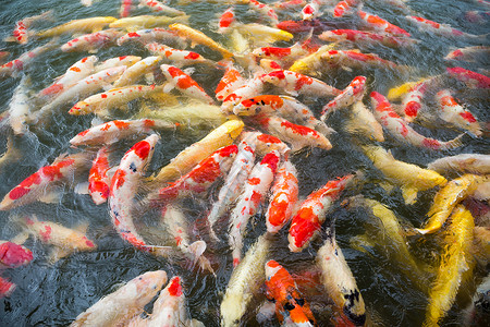 日本锦鲤鱼游泳图片
