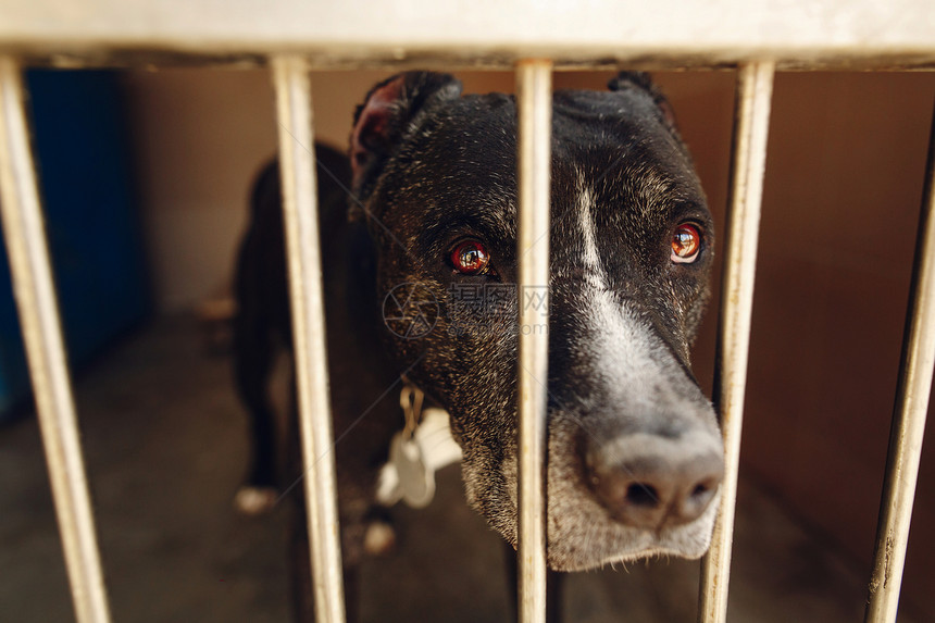庇护笼里可爱的比特犬图片