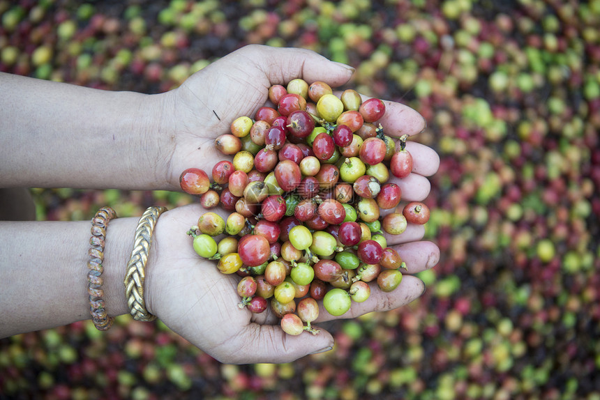 泰国北部Lampang市附近的MaeTha山上的一个咖啡种图片