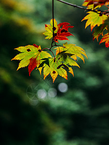日本的秋叶图片