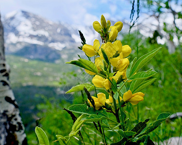 黄色横幅花Thermopsisrhombifolia落基山公园丹佛科罗背景图片