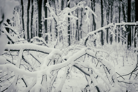 美丽的冬天白雪皑的森林图片