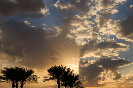 日落天空与棕榈树图片