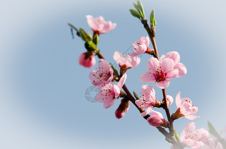 桃花粉红色花朵的特写图片