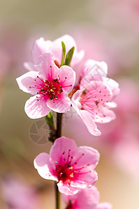 桃花粉红色花朵的特写图片