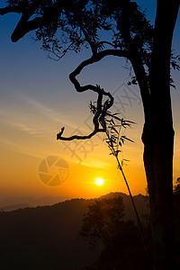 日出时的树木剪影图片
