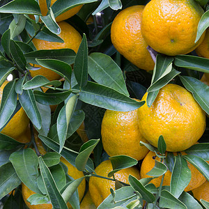 满是果实和绿叶的柑橘树图片