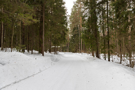 冬季风景庄霜中的树图片