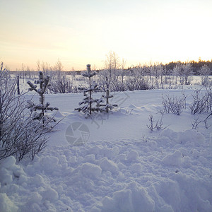 芬兰拉普兰的森林背景图片