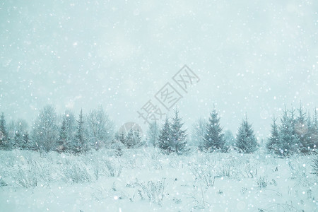 寒冷的景观冬季树木自然背景图片