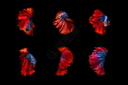 美丽多彩的Betta鱼赛亚米人打鱼艺术收藏背景图片