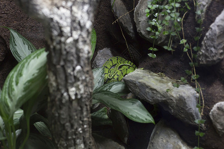 绿色斯里兰卡坑毒蛇图片
