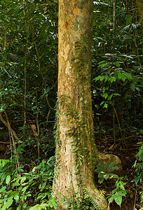 在泰国普吉林生产香水的Themelaeaceae树背景图片