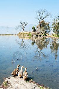 三只鸭子在元云南的华阳水图片