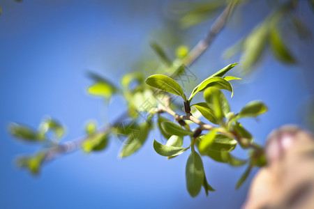 果树的春枝因冬天的质而惊醒绿叶图片