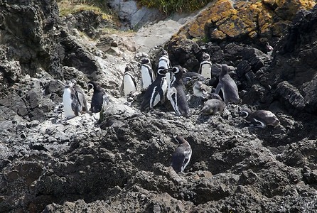 智利大岛奇洛埃岛西北部普尼韦尔湾的麦哲伦企鹅图片