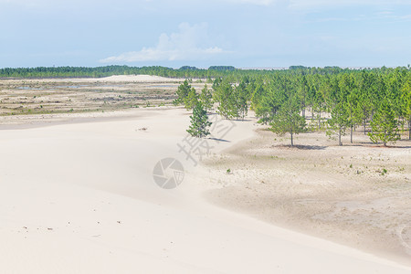PinusElliottii森林被LagoadosPatos湖海图片