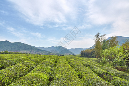 宜兴茶园在春天图片