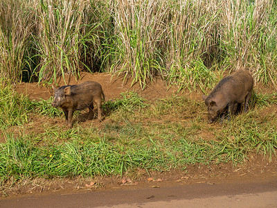夏威夷考艾岛高地的野猪图片