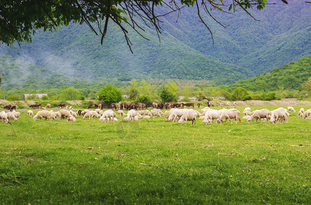 高加索山脉佐治亚牧羊场图片