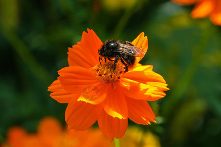 橙色黄色的野花与蜜蜂图片