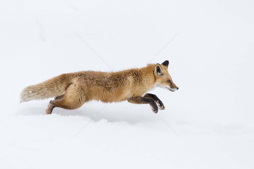 一只红狐在雪地森林栖图片