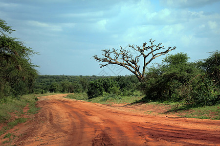 肯尼亚公园TsavoEast图片