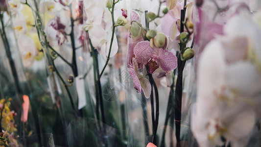 盆栽兰花出售特写兰花卉展览宏观兰花图片
