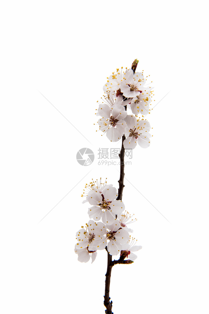 孤立在白色背景上的杏花枝图片
