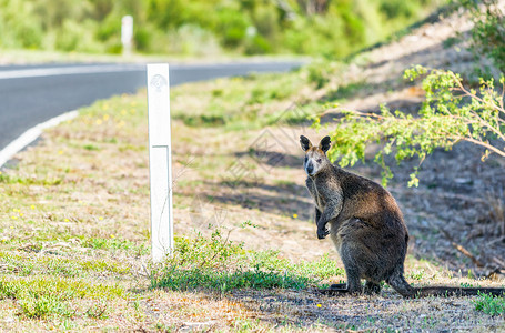 澳大利亚森林沿线的澳大利亚袋鼠背景图片
