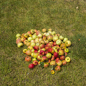 青草地上的苹果图片
