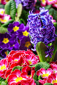 早春的五彩报春花和蓝风信子背景图片