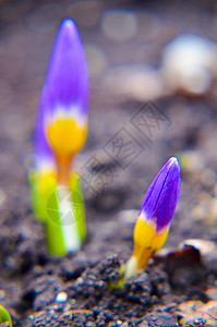 春天在花园里生长的黄色蓝色和紫色番红花图片